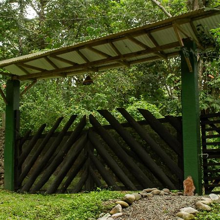 Smile Jungle Hostel Puerto Viejo de Talamanca Dış mekan fotoğraf